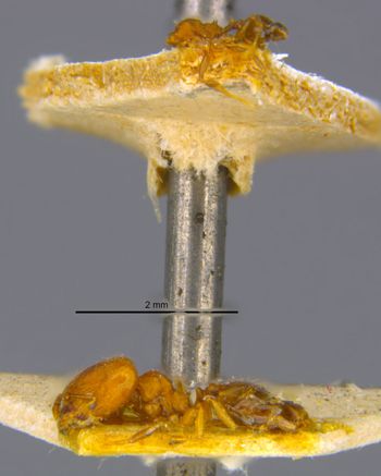 Media type: image;   Entomology 20749 Aspect: habitus lateral view